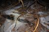 Waldbrand