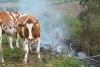 Flächenbrand