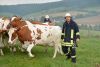 Flächenbrand